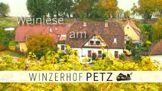 Weinlese Am Winzerhof Petz