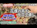 677{多肉植物} 釣り鉢を3鉢いっきに仕立て直し🌸暴れた肉を活かして仕上げてみたよ【多肉事】【ba多肉】【baチャンネル】【Succulent】