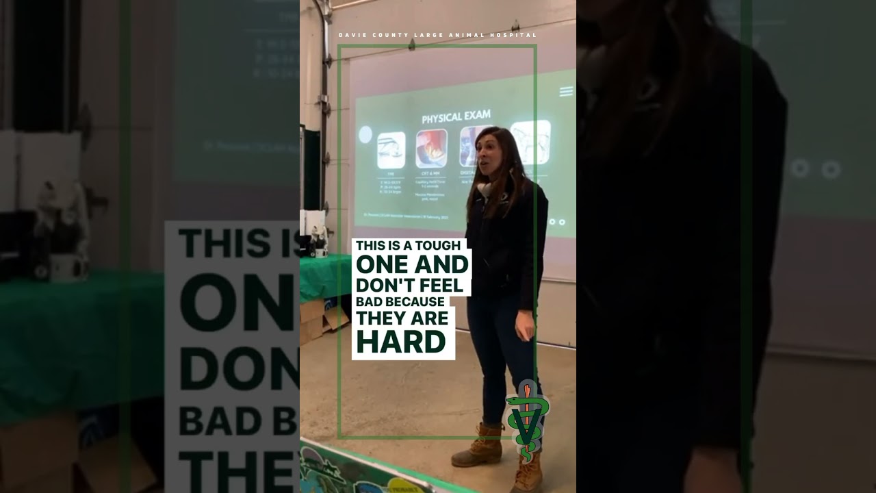 Physical Exam in Horses