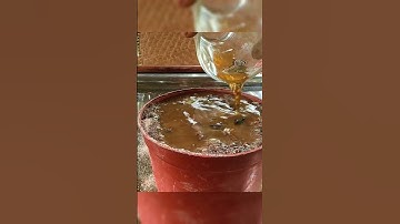 The best way to propagate grapefruit trees #plant #garden #gardening#subscribe #shortvideo #short