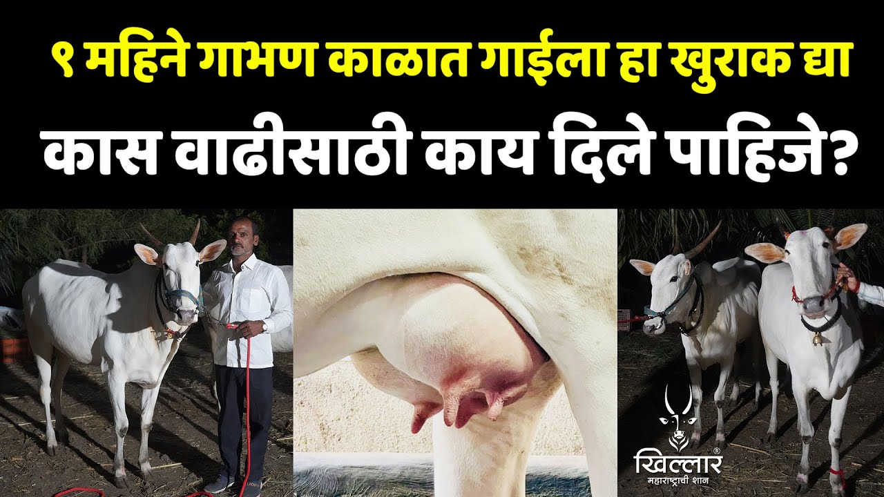 खिल्लारचा दुधवाढीसाठी काय खुराक व टॉनिक दिला पाहिजे? - भाग 02 | Khillar Maharashtrachi Shaan 2024