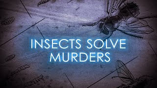 True Crimes:  Bugs catch killer | The Science of Crime | Full Documentary screenshot 5