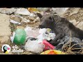 Perrito callejero que parecía piedra cambia su vida completamente | El Dodo