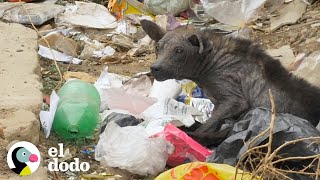 Perrito callejero que parecía piedra cambia su vida completamente | El Dodo