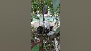 Sambung pucuk cabe