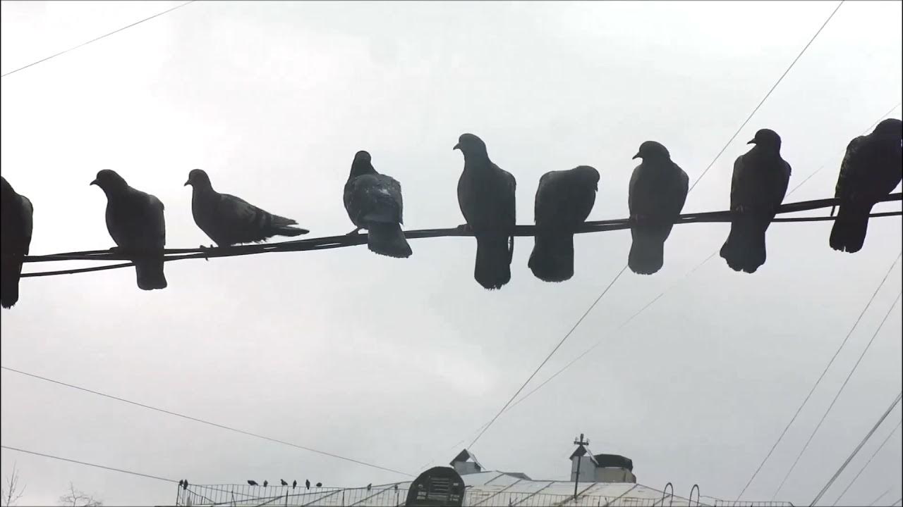 Vavada tragamonedas de Birds on a Wire
