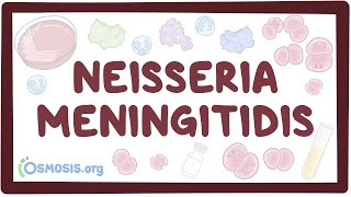 Neisseria meningitidis - an Osmosis Preview
