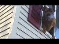 Dog Jumps Out of Window of Burning House