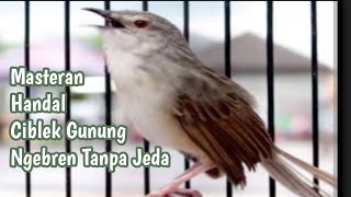 MASTERAN BURUNG CIBLEK GUNUNG NGEBREN FULL TANPA JEDA