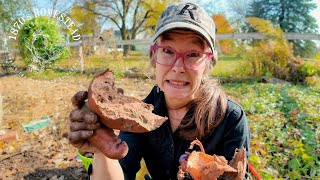 They Ate My Sweet Potatoes | Landscape Fabric Woes