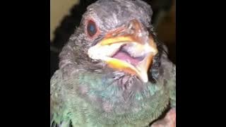 burung Tengkek Buto gacor tembakan rapat istimewa #Tengkek_buto
