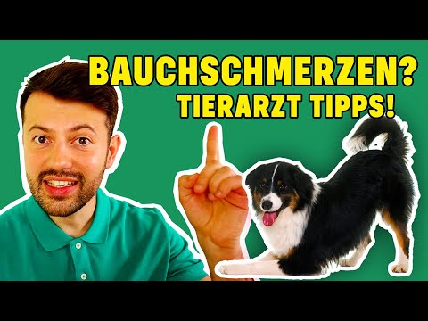 Video: Darmblockade und Bauchchirurgie bei Hunden