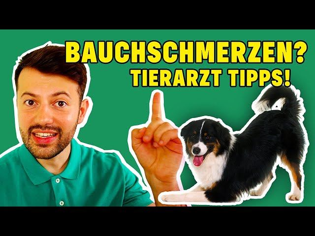 Hund hat Bauchschmerzen: Was tun? Soforthilfe und Tipps! 3 sddefault