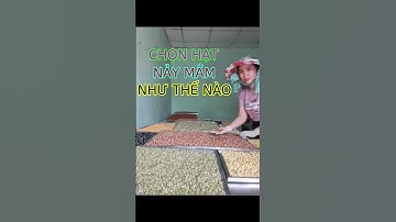 Chọn hạt nảy mầm như thế nào? | Bột ngũ cốc mầm Kim Hồng
