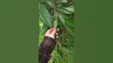 Tuyến trùng không còn là nỗi lo Chỉ cần 1 chai Bacte tuyến trùng bị “xóa sổ” tận gốc#VườnKhỏeTráiSai