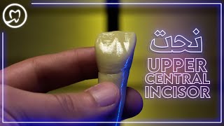 نحت القاطع المركزي العلوي خطوة بخطوة | Upper Central Incisor Tooth Carving