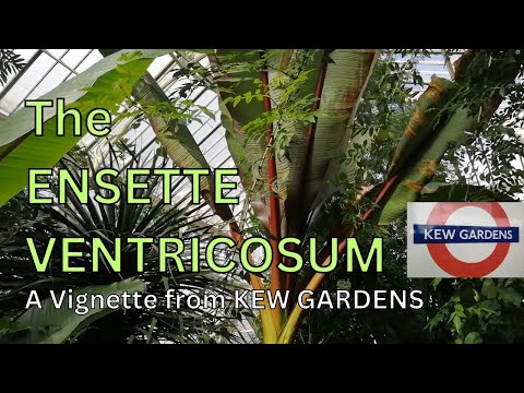 pineapple guava plant Pineapple Guava Bush