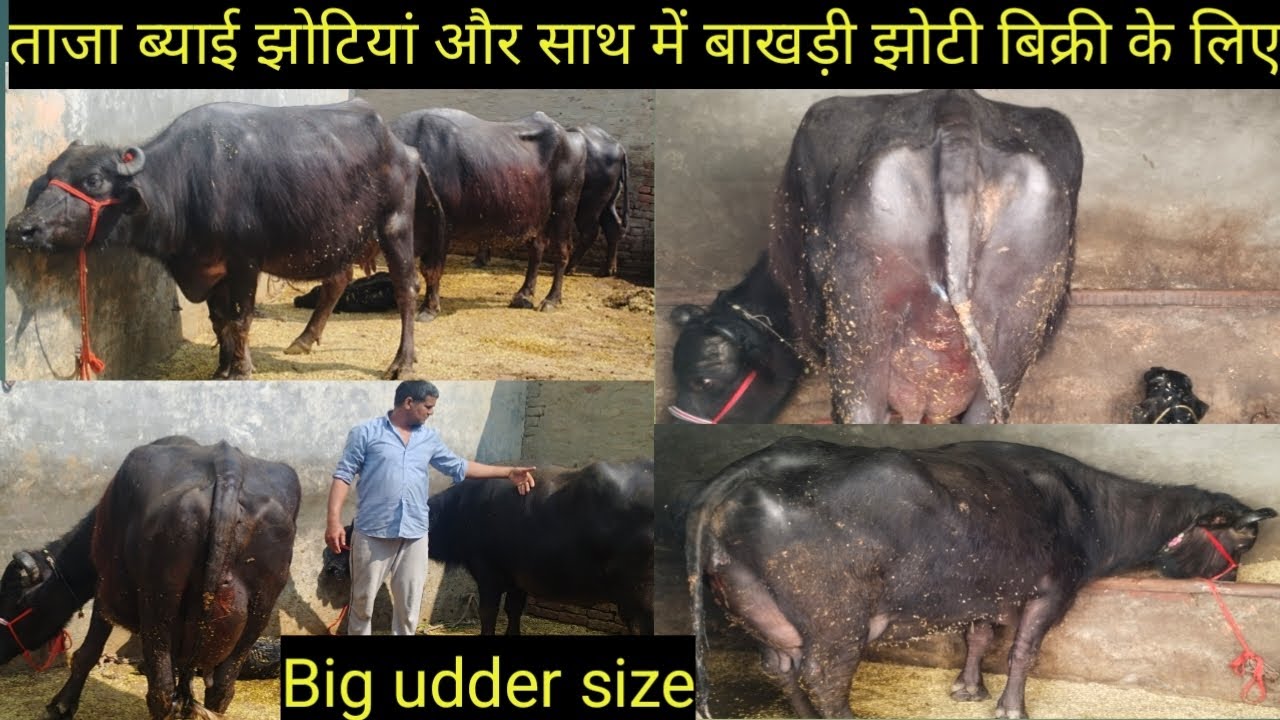 ताजा ब्याई झोटियां और साथ में बाखड़ी ग्याभिन झोटी बिक्री के लिए गांव डीग जिला कैथल 8813078755