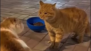 KUCING OREN BERATEM SAMPAI TERIAK TERIAK #kucing #cat by RINO PRIATAMA 2,148 views 1 month ago 3 minutes, 10 seconds