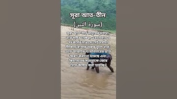 সূরা আত-তীন|| সূরা আত-তীন (سورة التين)সূরা নম্বর: ৯৫আয়াত সংখ্যা: ৮অবস্থান: মক্কায় অবতীর্ণ
