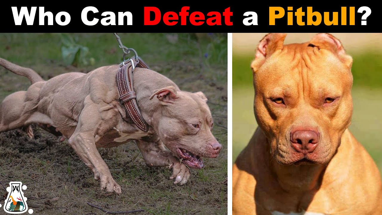 6 Dogs That Could Defeat a Pitbull - YouTube