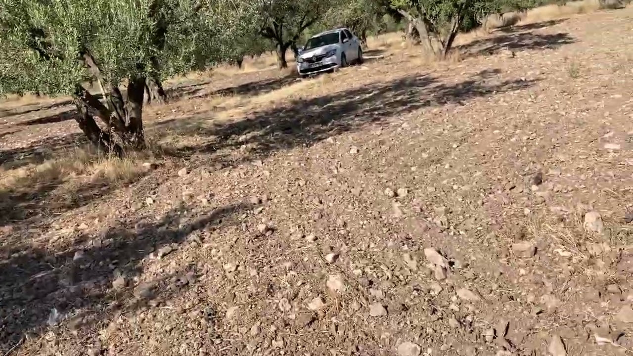 Zeytinlik Yatırımı Yapılır Mı? Karlı Mı? Masraf Ve Kazancı Ne Kadar? #11