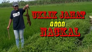 Hunting Tupai Surprice Garanganwati Sharp Tiger R8 New