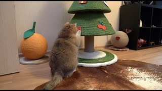Hosico Cat play with VETRESKA Pine Cat Tree
