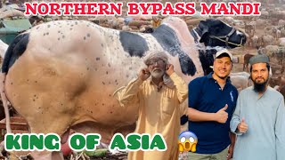 King of Asia | Biggest Bull in Northern Bypass Mandi 2024 | Muneeb Aftab | @CattleMarketKarachi
