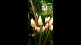 Alocasia Machoriza | Elephant Ears | Sente