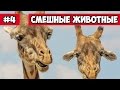 Эти забавные животные 2017 ТОП подборка #4