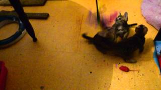 Bengal kittens 2 month 2