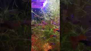 Guppy Lepistes Akvaryum