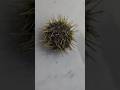 Sea Urchin? #alaska #crabbing #juneau #shorts