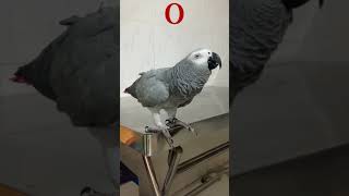 😅 It's Two Not Toe Chatty Boy Parrot Rocky 🦜🥰 #africangrey #talkingparrot #cuteparrot #birds #pets by Rocky and The Flock 733 views 2 weeks ago 1 minute, 11 seconds