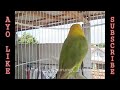 Lovebird Memanggil Lawan, Solusi Memancing Lovebird Balibu Agar Mau Buka Suara Ngekek dan Latah