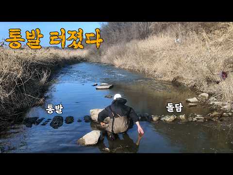 통발과 돌담으로 수만마리 물고기떼의 퇴로를 막았더니.. 수천마리가 잡힌다.