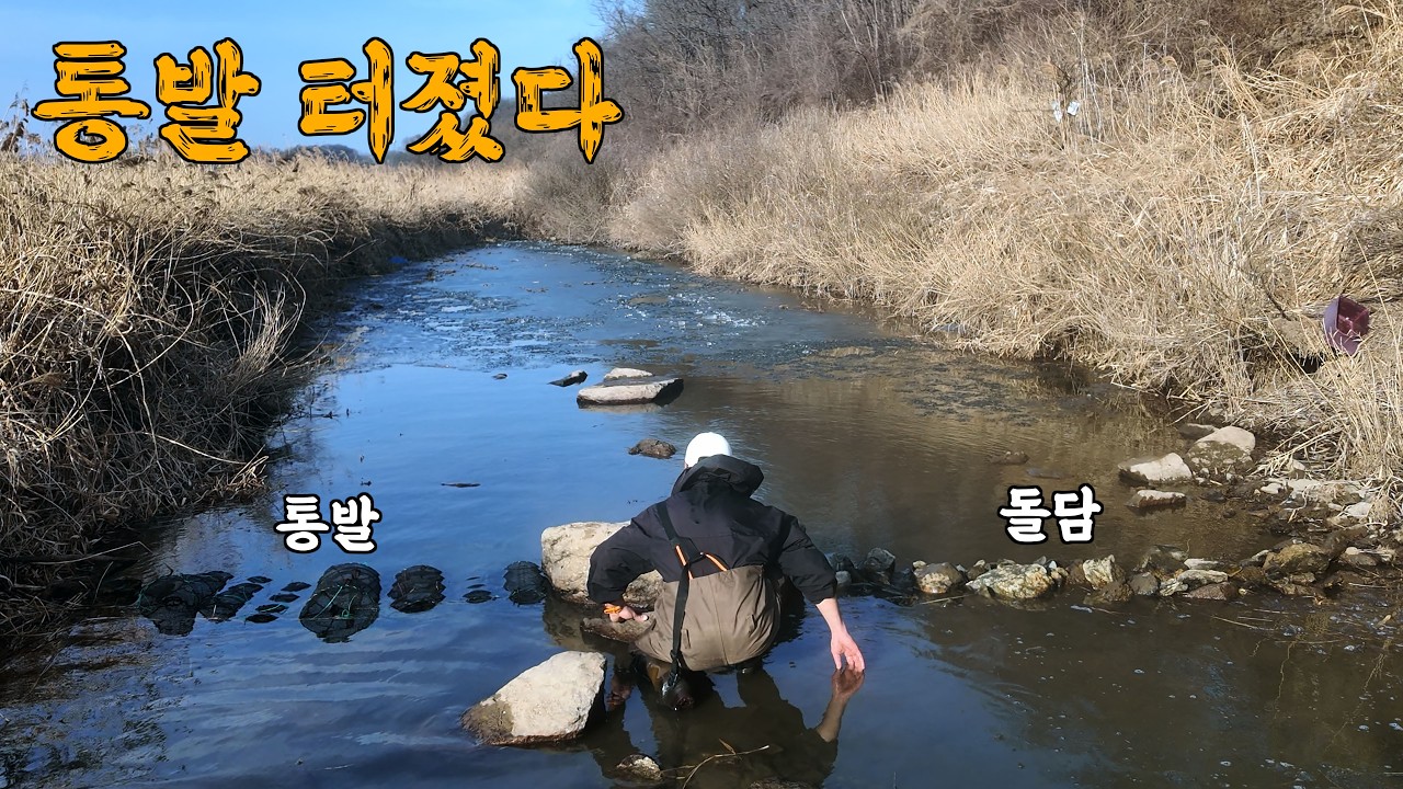 통발과 돌담으로 수만마리 물고기떼의 퇴로를 막았더니.. 수천마리가 잡힌다.