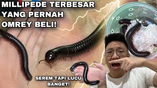 UNBOXING GIANT MILLIPEDE! KAKI SERIBU TERBESAR YANG PERNAH OMREY PELIHARA! KEREN DAN MURAH!