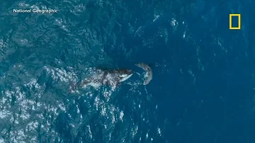 Rare footage captures lone orca killing great white shark