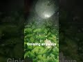 Vegetables Vegetables