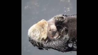 Baby otter sleeping with mom