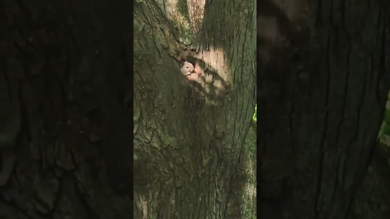 Squirrel Peaks out of tree hollow home.   # nature 