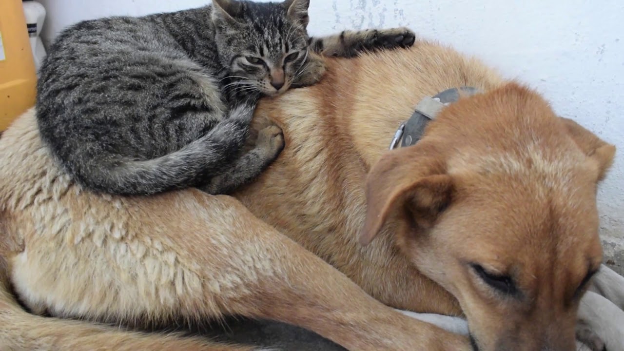 cats and dogs funny videos | HEART WARMING friendship | che and tina nap
