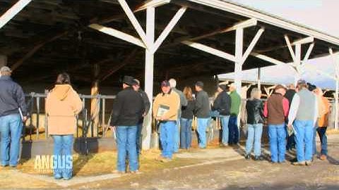 The Angus Report, Jan. 30, 2012: Around the Angus World