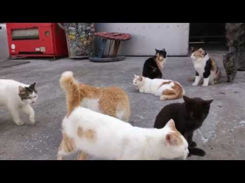 Journey to the Ishigaki Island         Music by -Tingara- 神々の時間