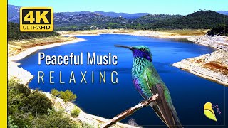 Relaxing Piano Music, Beautiful Relaxing Music, Peaceful Piano Music, Water Sound, Birds Chirping