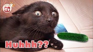 Best FUNNY CAT You Will Die Laughing! Hilarious! Funniest Animals Videos 2018