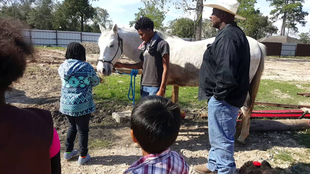 Ava Horse Badge Wiseman Stables YouTube