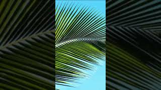 #shorts LiQWYD & Luke Bergs - Tropical Fever (Vlog No Copyright Music) #youtubesorts